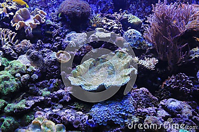 Beautiful colorful marine life Stock Photo