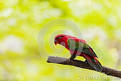 Beautiful colorful Pair Lovebirds parrots on branch. Colorful Love parrot couple Stock Photo