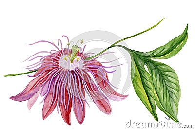 Beautiful colorful passiflora passion flower on a twig with green leaves. Isolated on white background. Watercolor painting. Cartoon Illustration