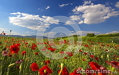 Beautiful and colorful poppy field Stock Photo