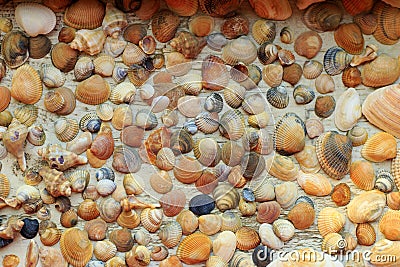 Beautiful colorful seashells collected on the coast of Black Sea Stock Photo