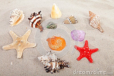 Beautiful colorful shells on the beach Stock Photo