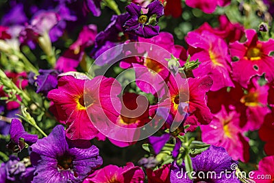 Beautiful colorful spring flowers Stock Photo