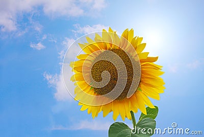 Beautiful colorful Sunflower petal with sun ray against a blue sky - with copy space Stock Photo