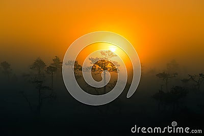 A beautiful, colorful sunrise landscape in a marsh. Dreamy, misty swamp scenery in the morning. Stock Photo