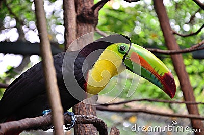 Colorful toucan of South America Stock Photo