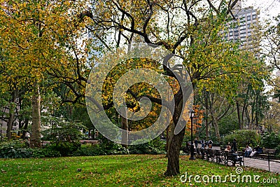 Beautiful Colorful Tree during Autumn at Madison Square Park Editorial Stock Photo