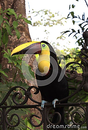 Beautiful Colorful Tucan Stock Photo