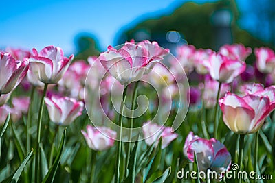 Beautiful colorful tulip Stock Photo