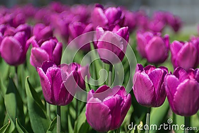 Beautiful colorful tulip Stock Photo