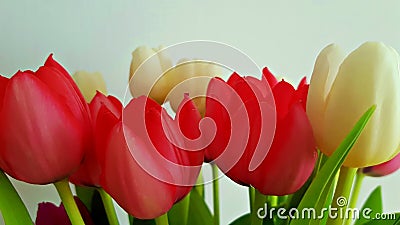 Beautiful and colorful tulips Stock Photo