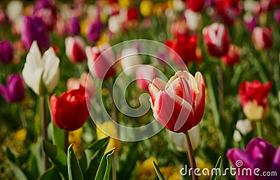 Beautiful colorful tulips everywhere Stock Photo