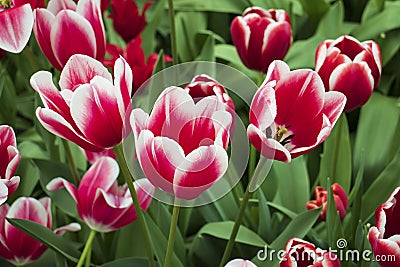 Beautiful and colorful tulips in the park Stock Photo