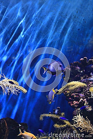 Beautiful colorful underwater marine life Stock Photo