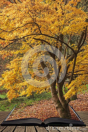 Beautiful colorful vibrant red and yellow Japanese Maple trees in Autumn Fall forest woodland landscape detail in English Stock Photo