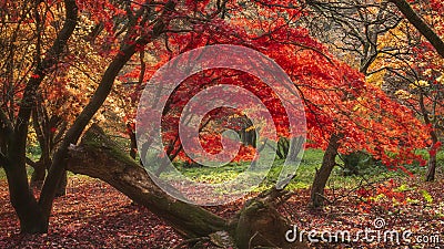 Beautiful colorful vibrant red and yellow Japanese Maple trees in Autumn Fall forest woodland landscape detail in English Stock Photo