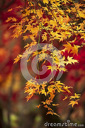 Beautiful colorful vibrant red and yellow Japanese Maple trees in Autumn Fall forest woodland landscape detail in English Stock Photo