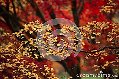 Beautiful colorful vibrant red and yellow Japanese Maple trees in Autumn Fall forest woodland landscape detail in English Stock Photo