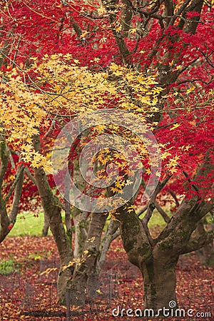 Beautiful colorful vibrant red and yellow Japanese Maple trees in Autumn Fall forest woodland landscape detail in English Stock Photo