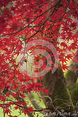 Beautiful colorful vibrant red and yellow Japanese Maple trees in Autumn Fall forest woodland landscape detail in English Stock Photo