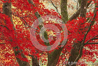 Beautiful colorful vibrant red and yellow Japanese Maple trees in Autumn Fall forest woodland landscape detail in English Stock Photo