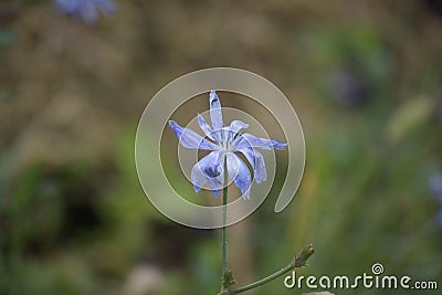 Beautiful colorful weed flowers close up in my garden Stock Photo