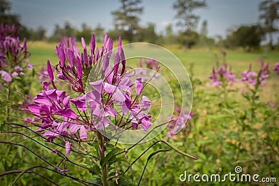 Beautiful colorful western tare in the garden Stock Photo