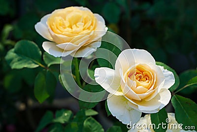 Beautiful colorful white yellow roses in spring in the garden. Rose of autumn bloom nature background Stock Photo