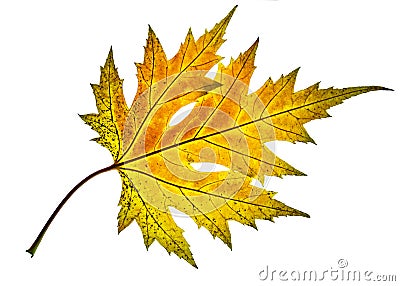 Beautiful colorful yellow red autumn leaf of Acer saccharinum, commonly known as silver maple isolated on white background Stock Photo