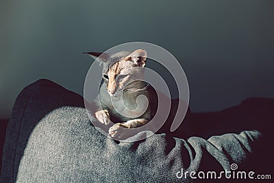Beautiful colorpoint blue-eyed oriental breed cat lying on couch sofa looking away. Stock Photo