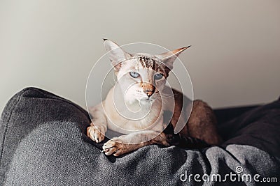 Beautiful colorpoint blue-eyed oriental breed cat lying on couch sofa looking at camera. Stock Photo