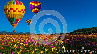 Beautiful colors of the hot air balloons flying on the cosmos flower field Stock Photo