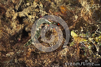 The beautiful colors of nudibranches Stock Photo