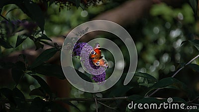 Butterfly still waiting patience minimal Stock Photo