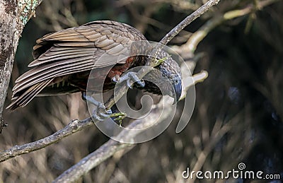 Beautiful, coloured, Kaka parrot perches on branch Stock Photo