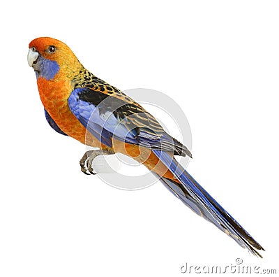 Beautiful coloured parrot Stock Photo