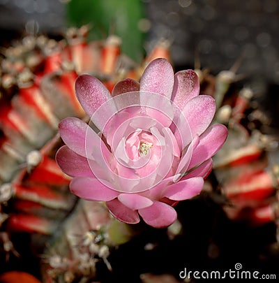 Beautiful Colourful Cactus flower Gymnocalycium mihanovichii Stock Photo