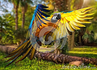 Beautiful colourful parrot Stock Photo