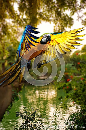 Beautiful colourful parrot Stock Photo