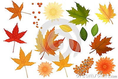 Beautiful colourful realistic autumn leaves and flowers set. Yellow golden red green keaves icolated. Vector Illustration