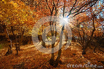 Beautiful colours of the autumn Stock Photo