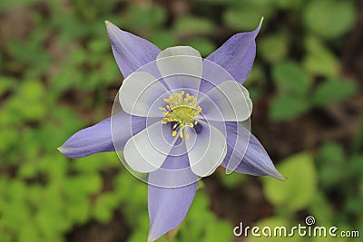 A columbine flower in the Colorado Rocky Mountains Stock Photo