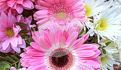 A beautiful combination of daisies and Barberton Daisy Stock Photo