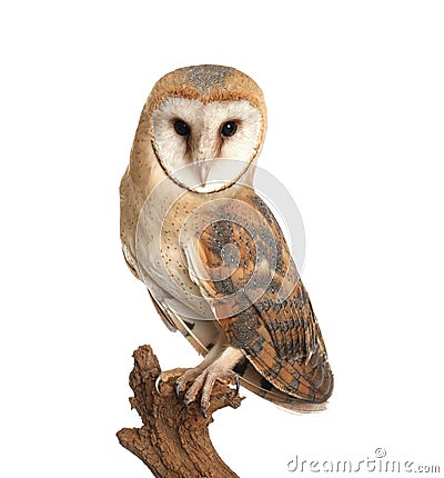Beautiful common barn owl on twig against background Stock Photo