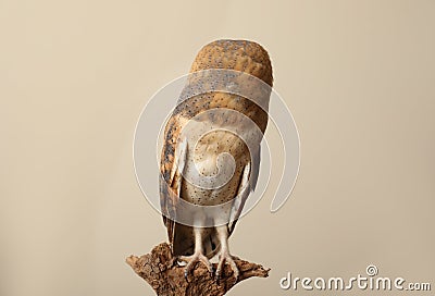 Beautiful common barn owl on twig against beige background Stock Photo