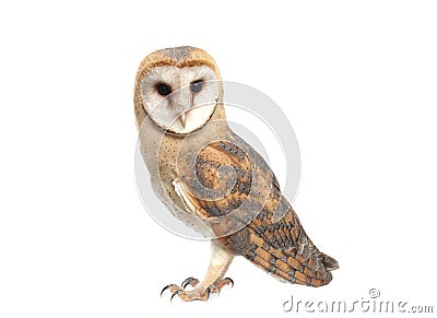 Beautiful common barn owl on white background Stock Photo