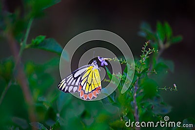 A beautiful Common Jezebel butterfly Delias eucharis is seated on Lantana flowers, a close-up side view of colorful wings Stock Photo