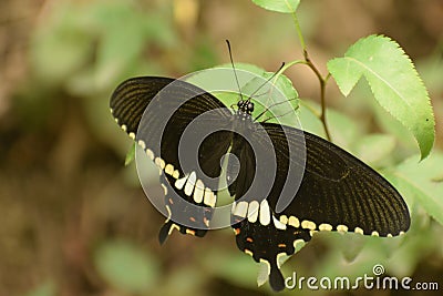 Beautiful common mormon male papilio polytes butterfly. Stock Photo