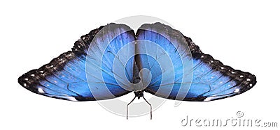 Beautiful common morpho butterfly isolated on white Stock Photo