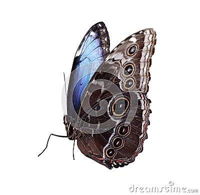 Beautiful common morpho butterfly isolated on white Stock Photo